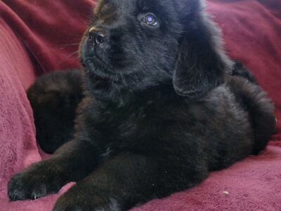 Newfoundland Puppies in Louisburg – IKC Registered