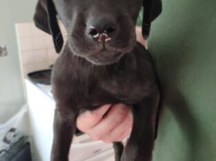 Labrador puppies for sale Ballinagh