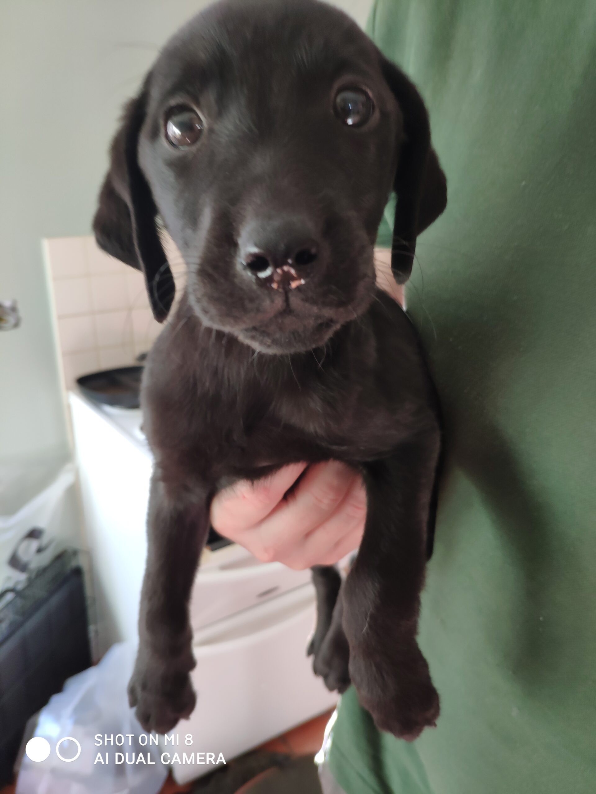 Labrador puppies for sale Ballinagh Dogs For Sale Ireland