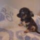 Chihuhua puppy 13 weeks