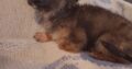 Chihuhua puppy 13 weeks