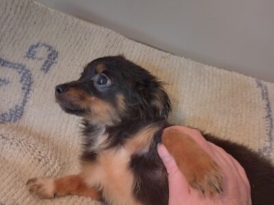 Tri-Colored Chihuahua Puppy in Tuam, Co. Galway
