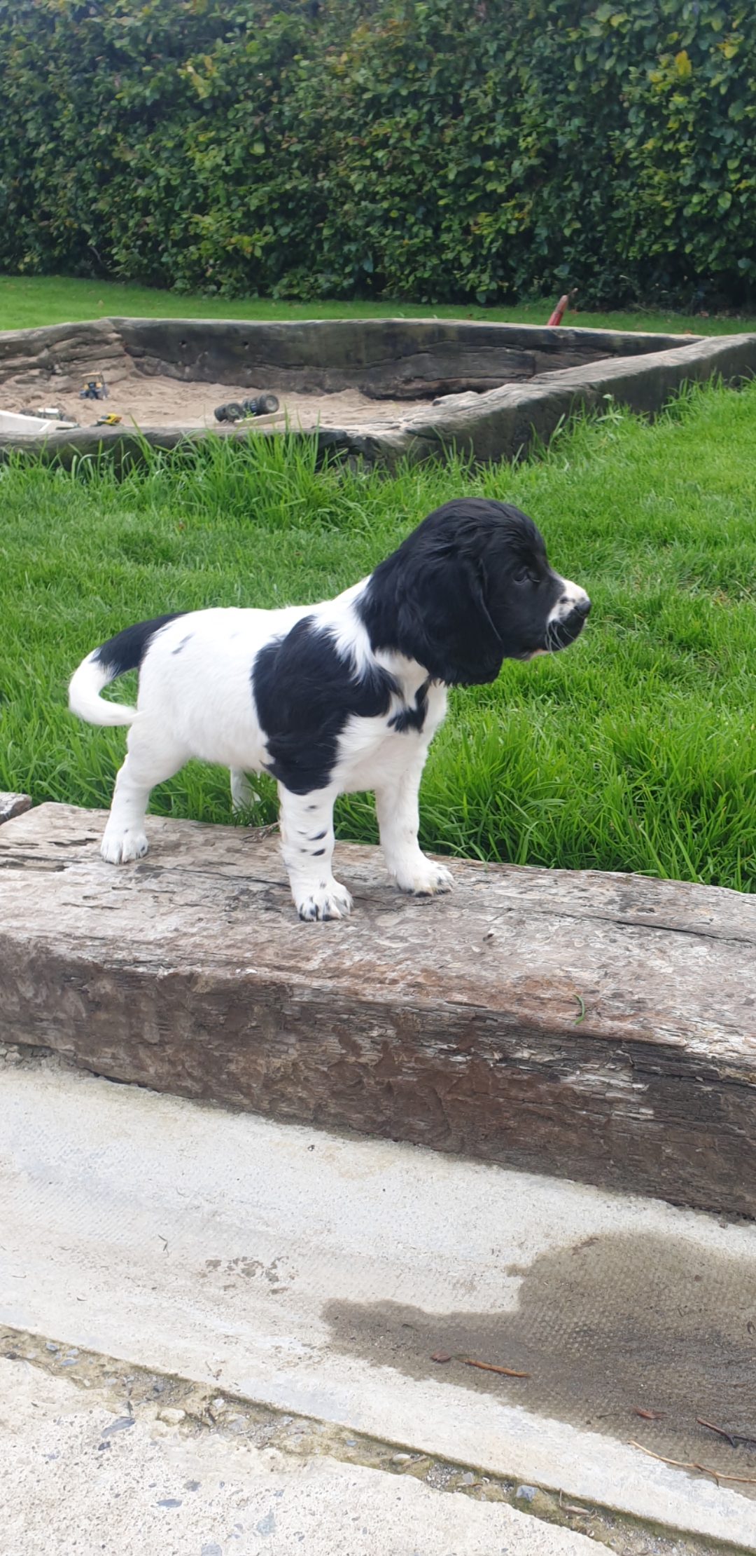 Springer spaniel pups co Dublin Dogs For Sale Ireland