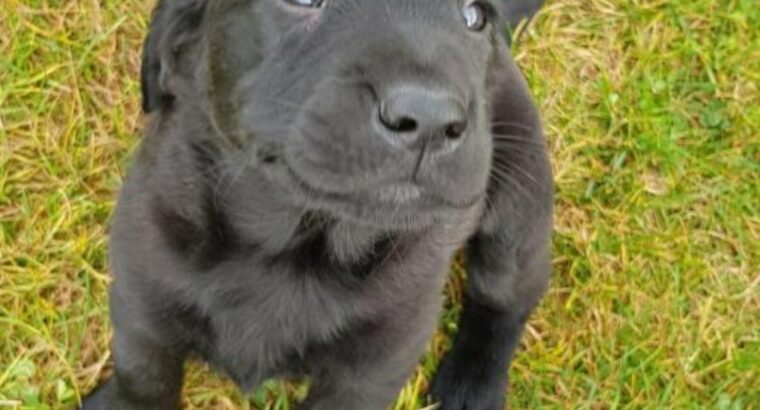 Purebred Labrador pups Enniscorthy