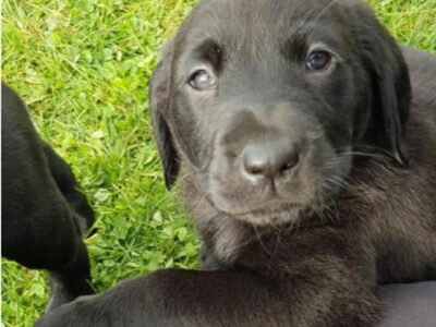 Labrador Puppies for Sale in Enniscorthy