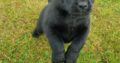Purebred Labrador pups Enniscorthy