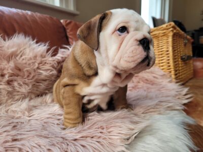 British Bulldogs in Edenderry – IKC Registered