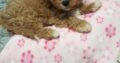 Cavachon Puppy for Sale Newbridge