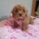 Cavachon Puppy for Sale Newbridge