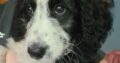 Doodle Puppies for Sale (border collie/poodle)