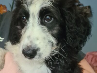 Doodle Puppies for Sale in Letterkenny
