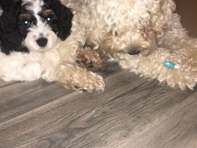 Cockapoo Puppies for Sale in Wicklow