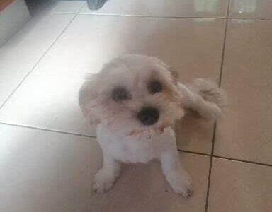 Bichon X Shitzu for sale in Kildare – Family Pet