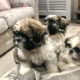 Shih Tzu pups for sale Bettystown