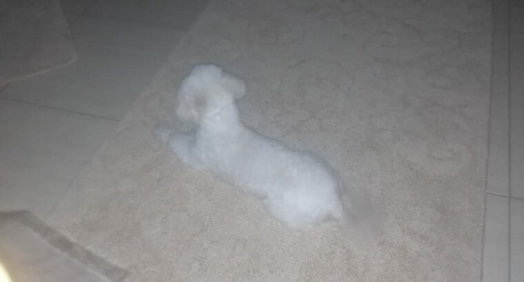 Toy poodle in Athlone