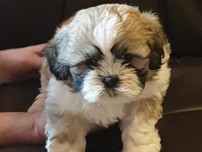 Shihtzu Pups for Sale in Roscommon – Friendly