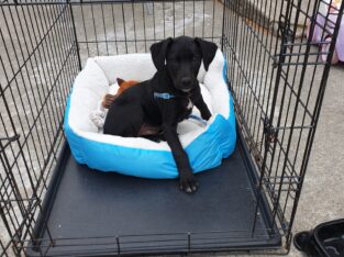 Cocker Spaniel X Kelpie for sale
