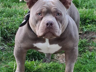 American Bully for Stud in Arklow – Great Pedigree