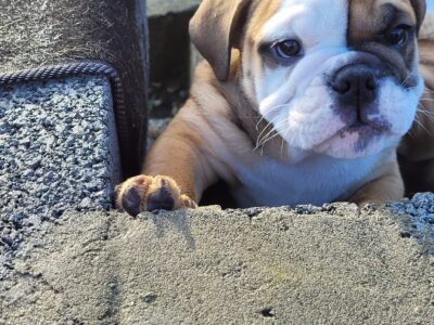 British Bulldog Puppy for Sale in Galway