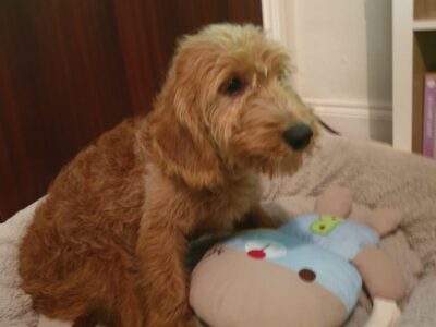Labradoodle Puppies for Sale in Cavan