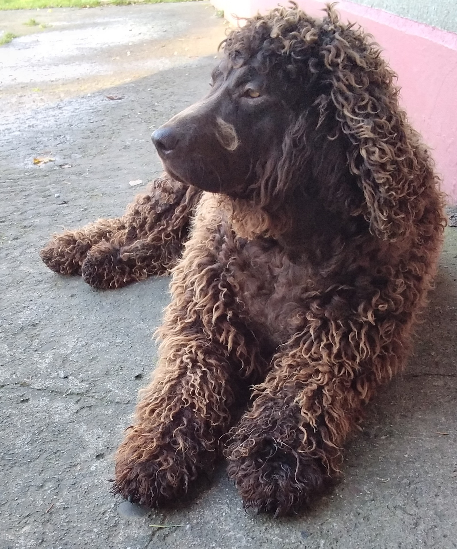 Irish Water Spaniel female 4yr old (Offers taken) Dogs For Sale Ireland