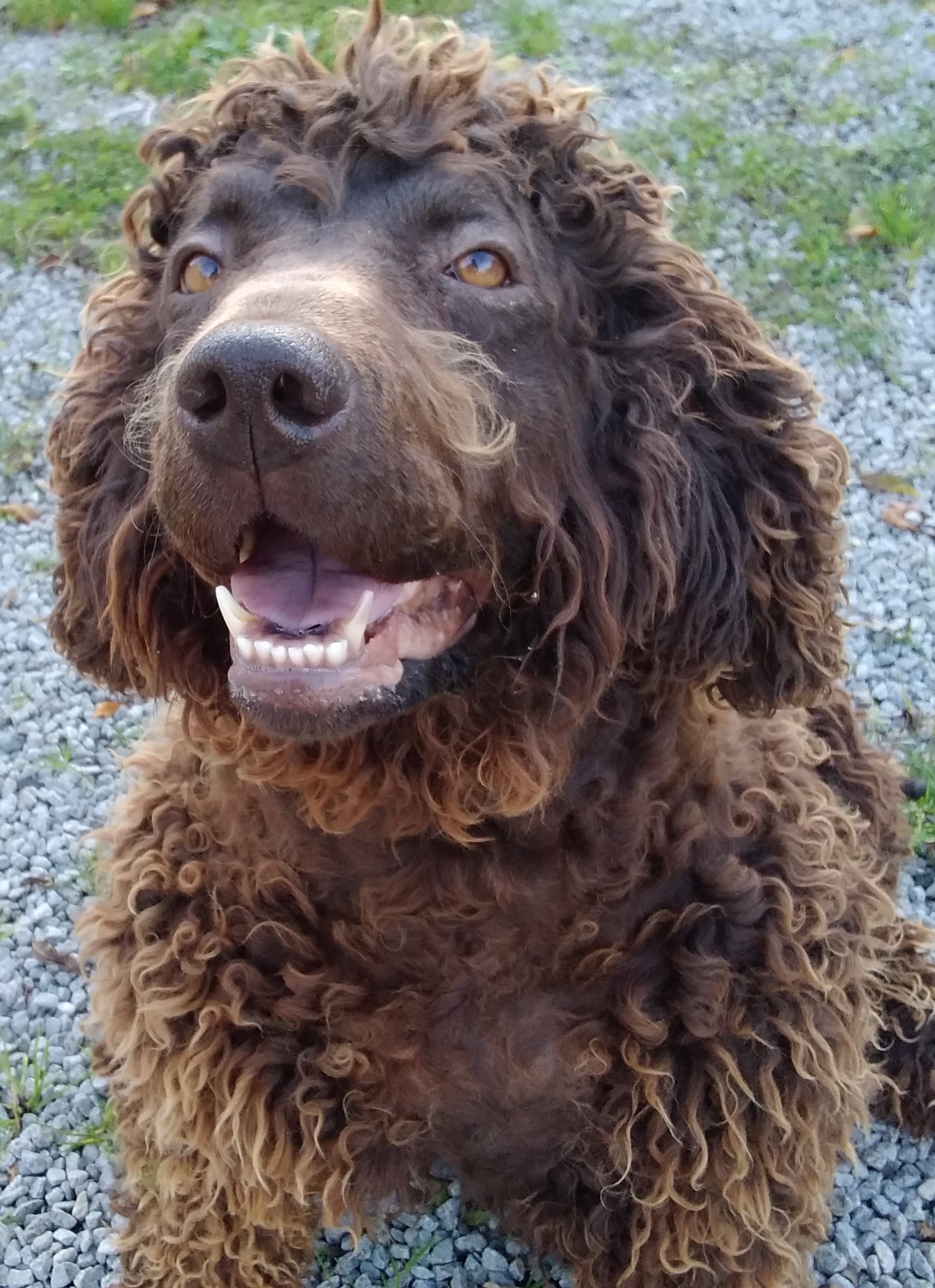 Irish Water Spaniel female 4yr old (Offers taken) Dogs For Sale Ireland