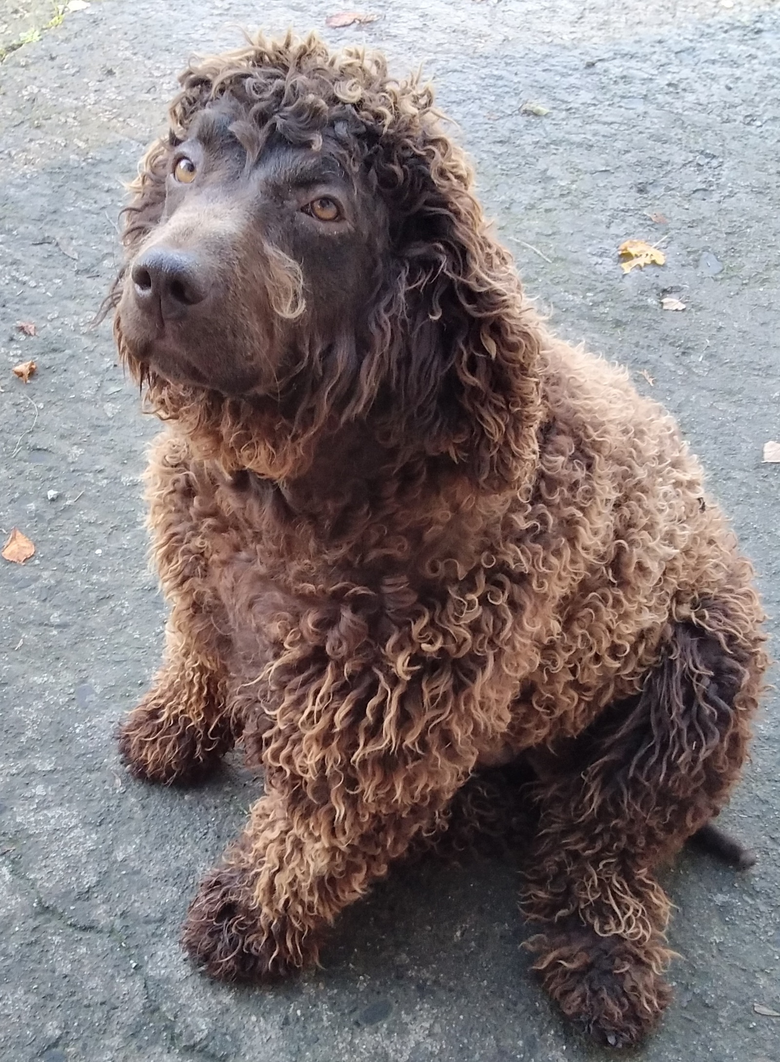 Irish Water Spaniel female 4yr old (Offers taken) Dogs For Sale Ireland
