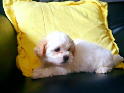 Shih Tzu x Bichon Frise Puppies in Limerick