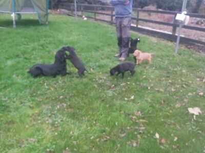 Lab x English Pointer Puppies in East Limerick