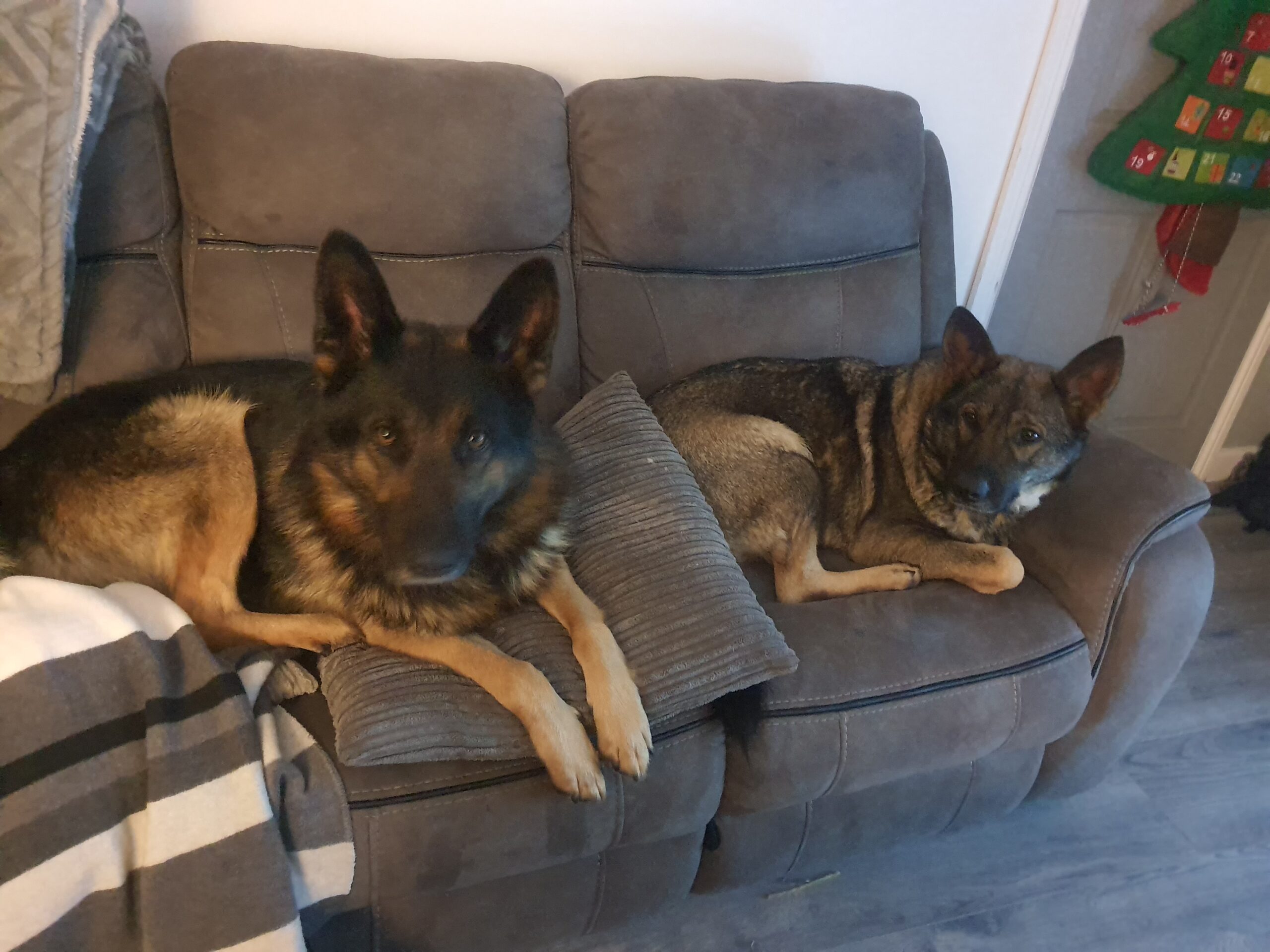 German Shepherd in Limerick Dogs For Sale Ireland