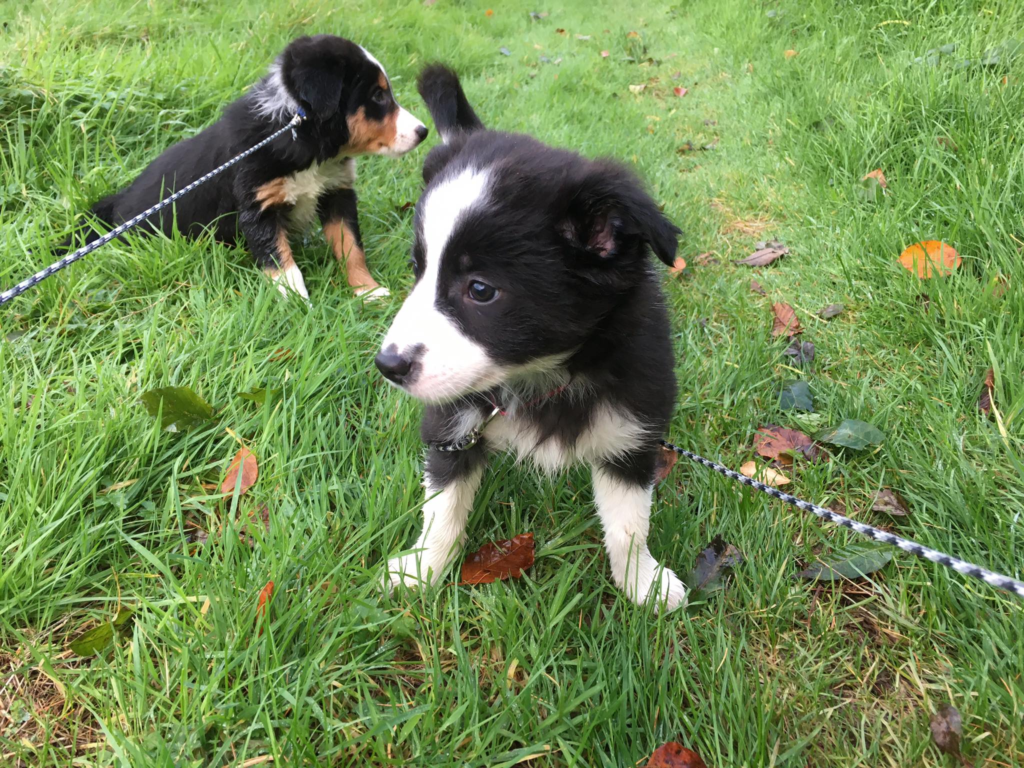 Collie Pups for sale Wexford Dogs For Sale Ireland