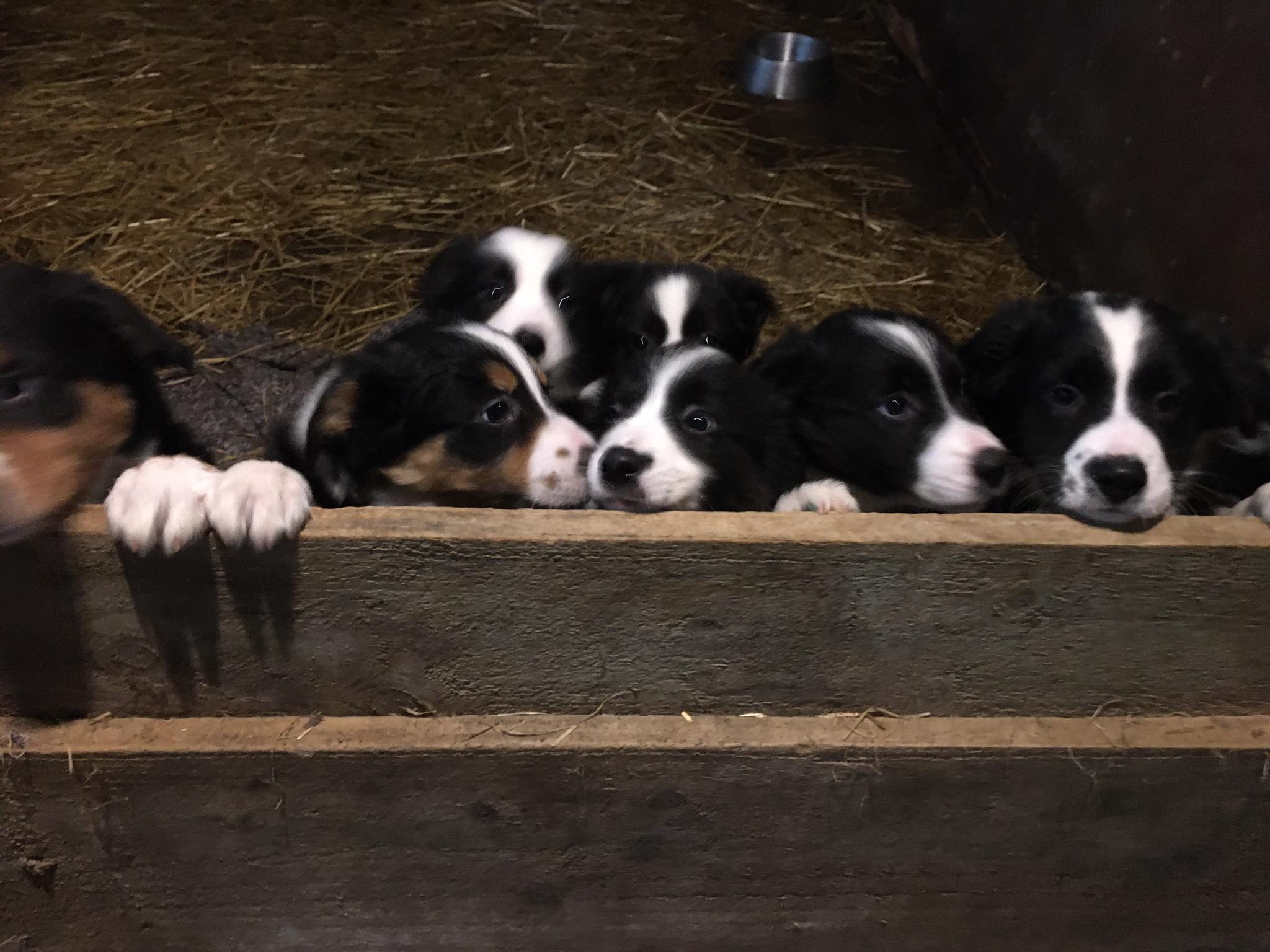 Collie Pups for sale Wexford Dogs For Sale Ireland