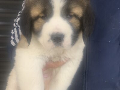 St Bernard Puppies for Sale in Castleblayney