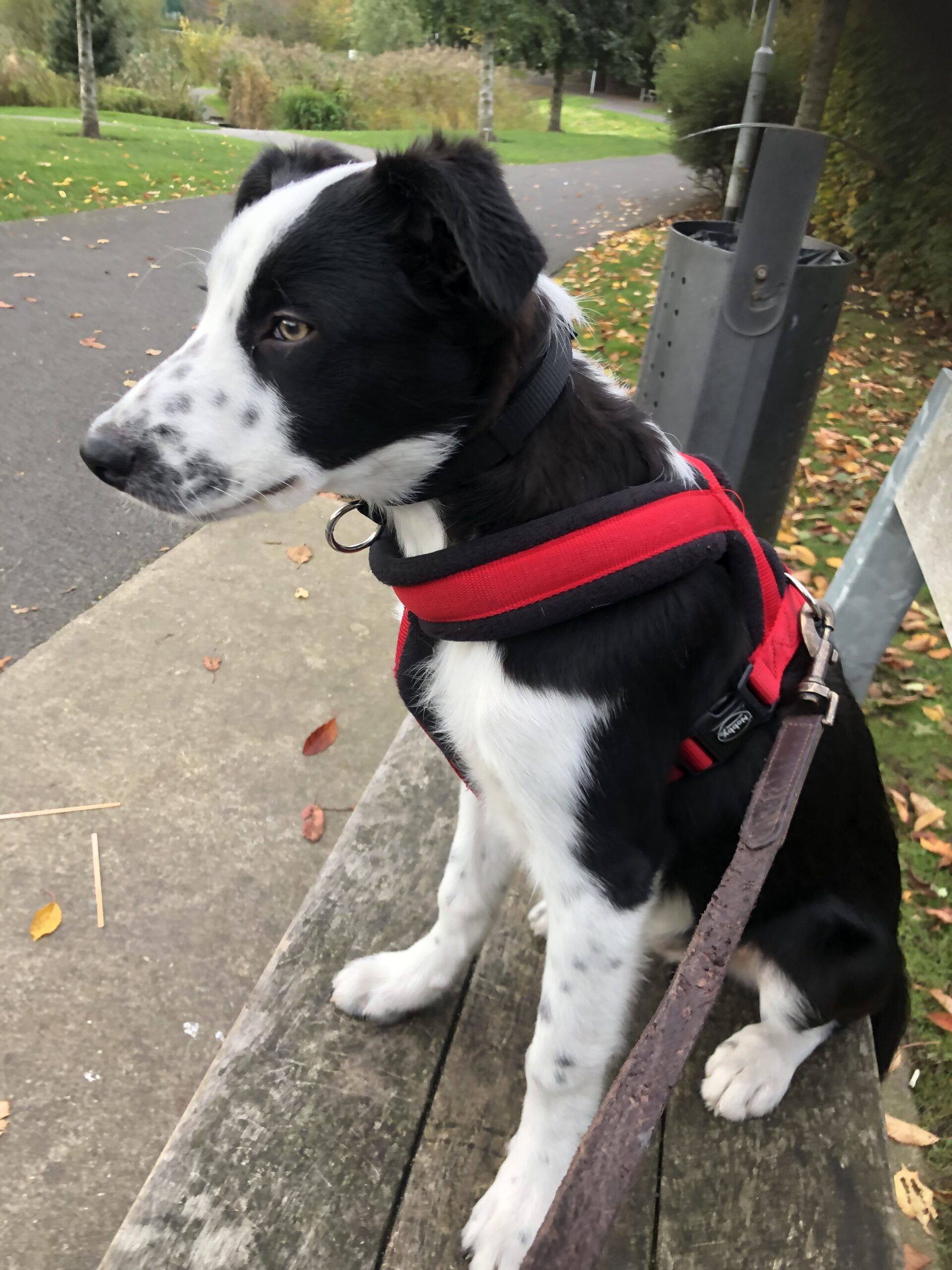 Border collie puppy Dublin Dogs For Sale Ireland