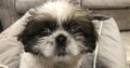 Shih Tzu pups for sale Bettystown