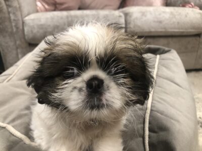 Shih Tzu Pups for Sale in Bettystown