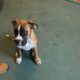 Boxer pup for sale Listowel