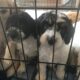 Cockapoo puppies Wicklow