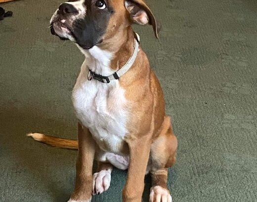 Boxer pup for sale Listowel