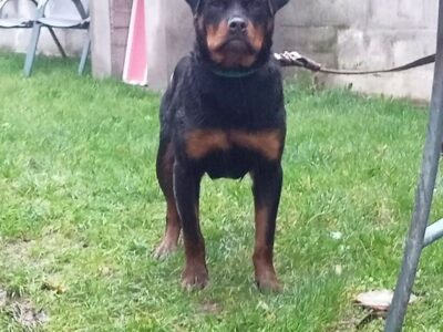 Rottweiler Pup for Sale in Blarney – Top Bloodlines