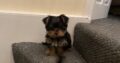 Miniature male yorkie puppy Navan
