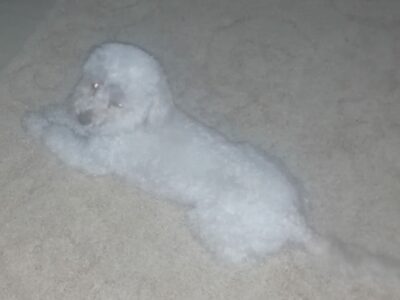 Cream Toy Poodle in Athlone – IKC Registered