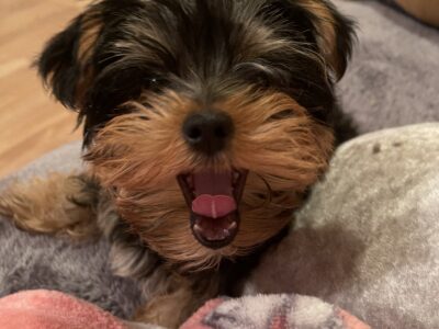 Charming Yorkshire Terrier Puppy in Navan