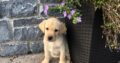 Labrador female puppies Donegal