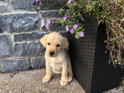 Labrador Puppies for Sale in Donegal Town