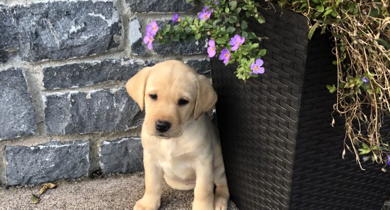 Labrador female puppies Donegal