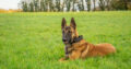 Trained Personal protection malinois