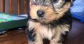 Miniature Yorkshire terriers Kerry