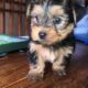 Miniature Yorkshire terriers Kerry