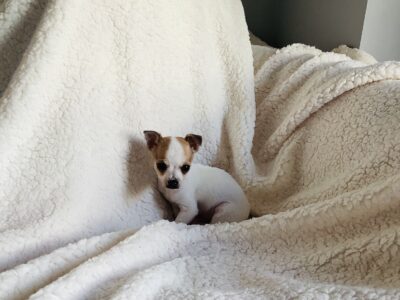 Jack Russell Cross Puppy for Sale in Galway